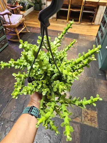 Rare euphorbia bisellenbeckii - rare,