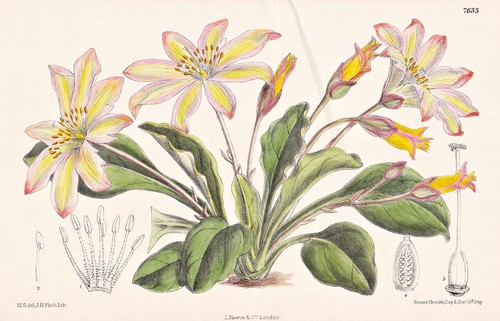 Lewisia tweedyi america flower - america,