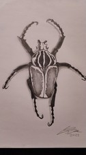 Rare! Original Goliath Beetle