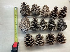 25  large Pine Cones  Fir