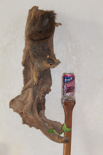Taxidermy squirrel chipmunk - taxidermy,