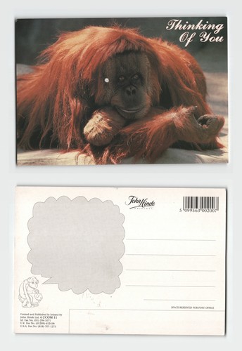 Postcard orangutan thinking - postcard,
