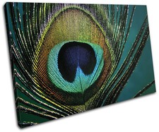Peacock Feathers  Animals