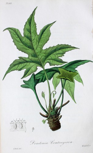 Dorstenia contrajerva - dorstenia,