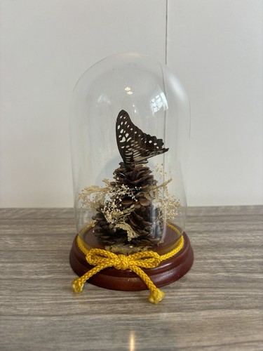 Vintage real butterfly - vintage,