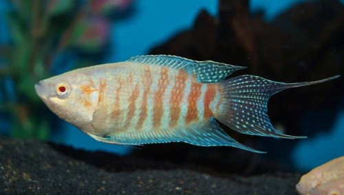 Albino paradise gourami live - paradise,