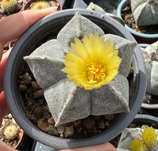 Astrophytum myriostima - Star Shaped Cactus - The Bishop's Mitre