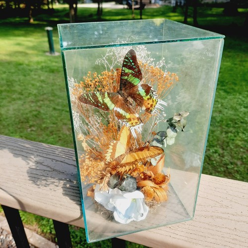 Butterfly taxidermy madagascar - taxidermy,