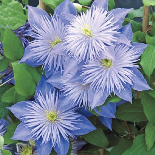 Light blue clematis - 25,