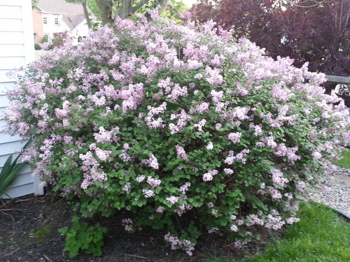 Dwarf korean lilac syringa - korean, "syringa