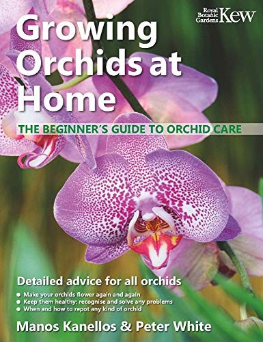 Growing orchids home - home:, the