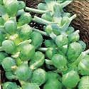 Justseed brussels sprout - justseed,