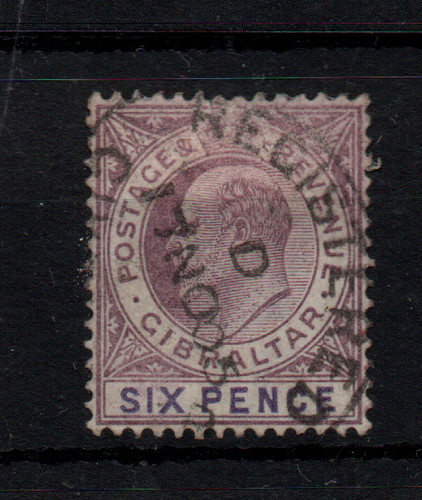 Gibraltar kevii dull - kevii, purple