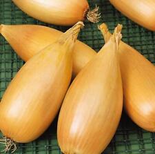 Onion White Tosca, Tasty Shallot 200 Seeds, Harvest Aug, Store through Winter