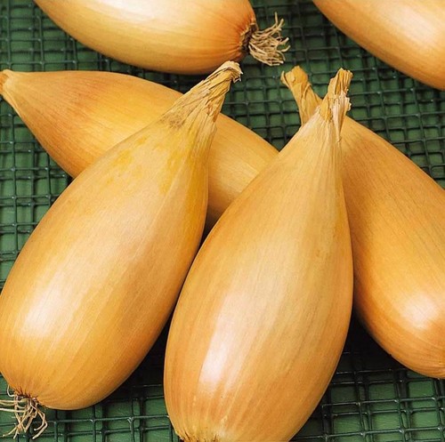 Onion white tosca tasty - white, tosca,