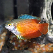 4-Pack Dwarf Flame Blood Red