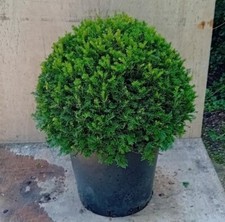 Taxus baccata (English yew) evergreen topiary ball 60cm diameter