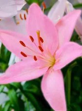 3 x PINK Lilium - ASIATIC