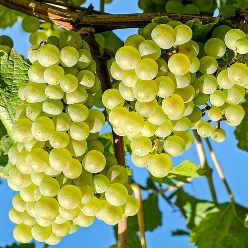 Niagara bunch grape vine 3 - bunch,