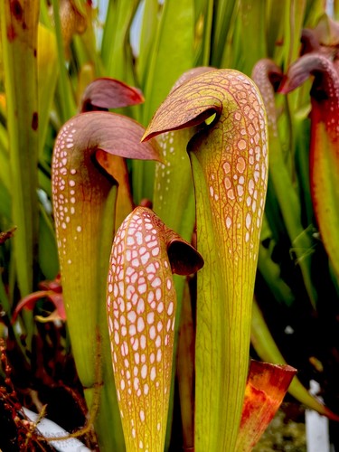 Sarracenia minor sm017 - sarracenia,
