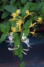 10 Japanese Honeysuckle Vine