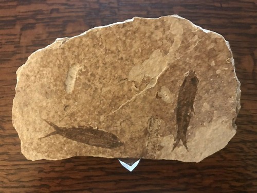 Knightia fossil multi - fossil,