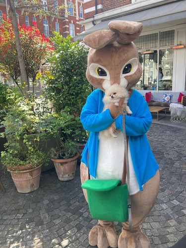 Bunny rabbit adult mascot - bunny,