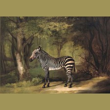 1763 ZEBRA Wild Animal  George