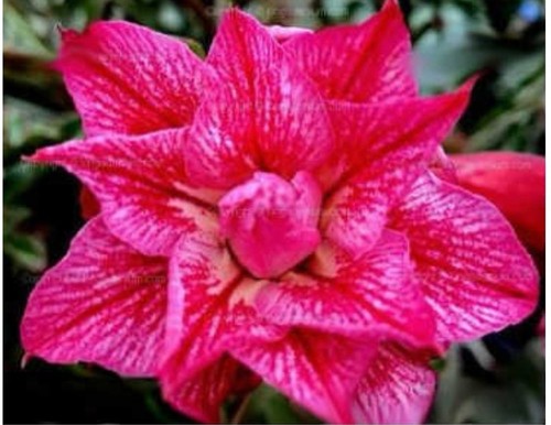Adenium obesum desert rose - obesum,