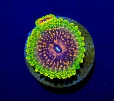 Grand Master Krakatoa GMK High End Zoa Zoanthid WYSIWYG Frag Coral