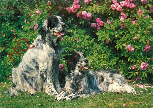 Picture postcard dogs - picture,