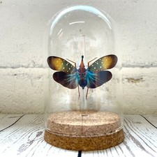 Colourful Lanternfly (Pyrops