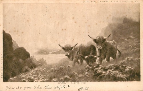 Early morning cows angus - -,