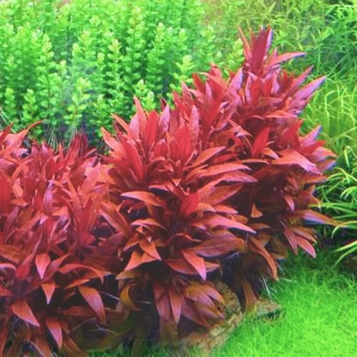 Alternanthera sessilis red - sessilis,