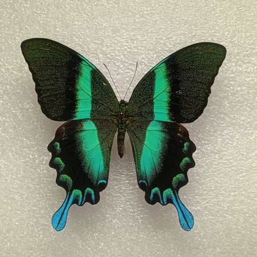 Green peacock butterfly - peacock,