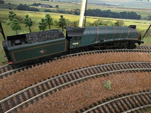 Hornby golden plover - golden,