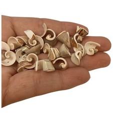 Seashells, Drilled Gorgeous
