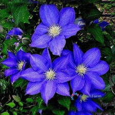 100 Seeds Blue Clematis