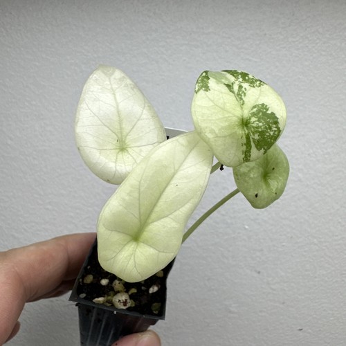 Alocasia sinuata variegata