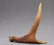 NATURALLY SHED WILD MOOSE