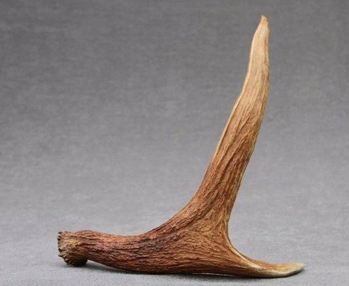 Naturally shed wild moose - wild,