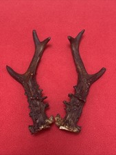 PAIR OF ROE DEER ANTLERS , 116g. aprox. 16,5/17,5cm.