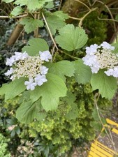 Guelder Rose Shrub Viburnum Opulus Native Hedging peat free 2 Ft High