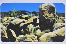 Aquarium Vivarium Deserts