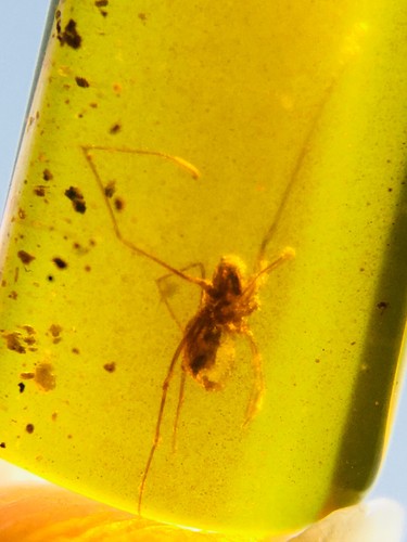 Burmese burmite cretaceous - burmese,