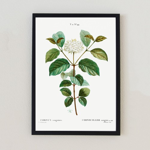 Antique botanical flower - antique,