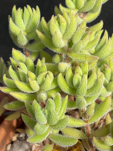 Crassula mesembryanthemoides - ,