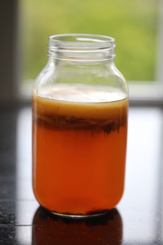 Large organic kombucha scoby - kombucha,
