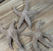 Large Real Dried Starfish |