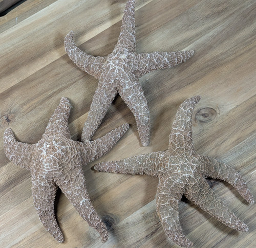 Large real dried starfish - large,